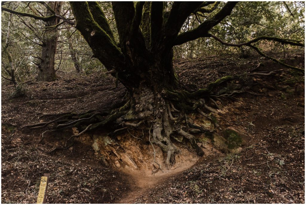 large redwood tree with exposed root system